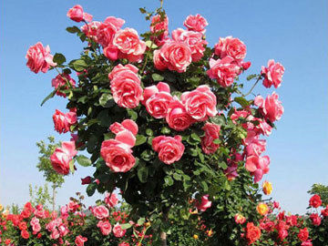 不同颜色玫瑰花的花语是什么？