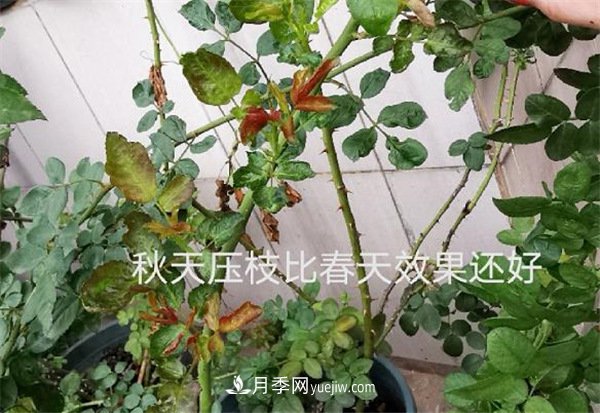 月季开花多与少，全看秋冬会不会养，2个工作要做好(图2)