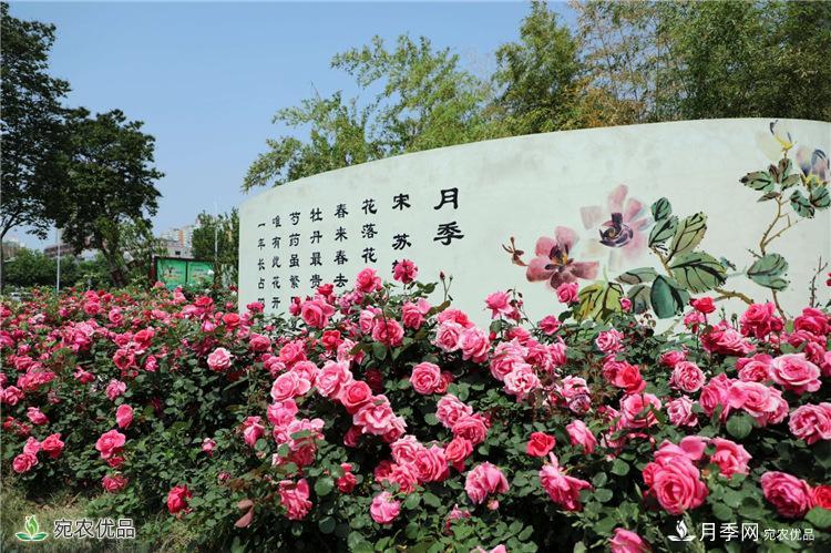 月季花开，南阳月季在园林绿化的场景案例展示(图1)