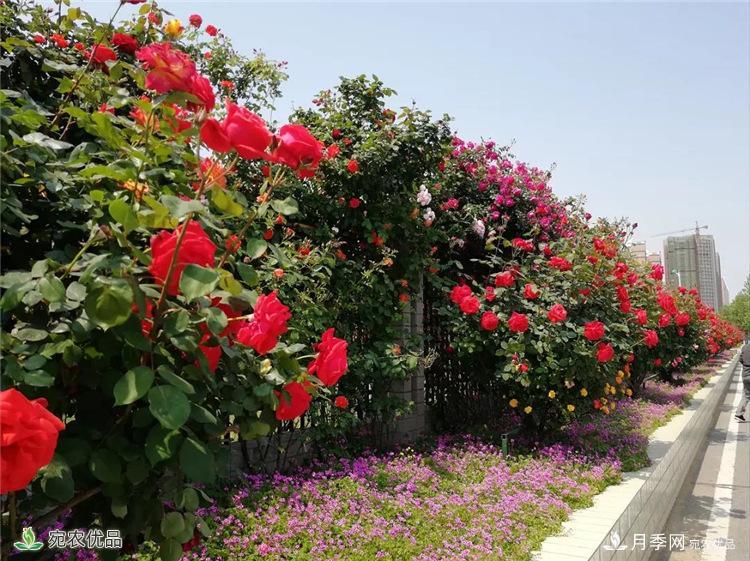 月季花开，南阳月季在园林绿化的场景案例展示(图3)