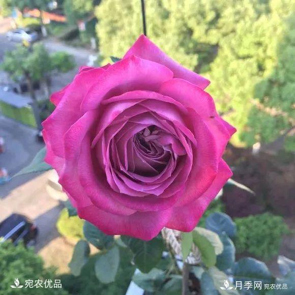    30种漂亮的月季花，必须来一盆，让你一次养个够！(图5)