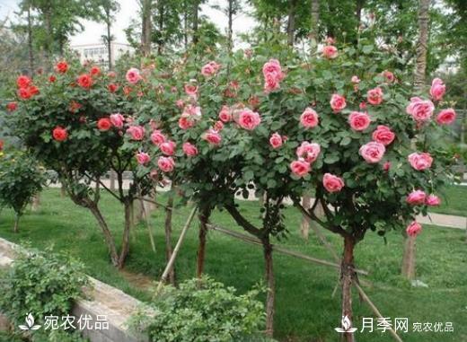 月季花如何修剪？南阳月季合作社抓住这3个时间修剪花开不断(图1)