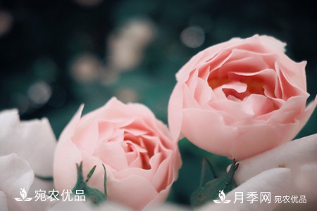 还是容易分的，月季花和蔷薇花的区别(图7)