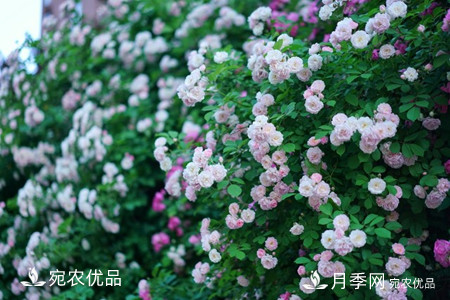 还是容易分的，月季花和蔷薇花的区别(图3)