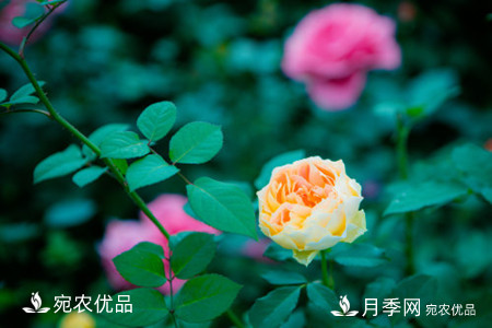 还是容易分的，月季花和蔷薇花的区别(图2)