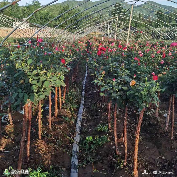 月季花城的“月季树” 南阳月季树种植批发基地(图2)