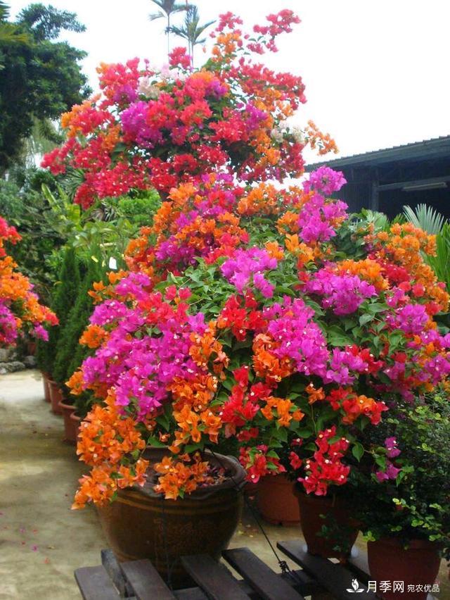 三角梅养护方法，花期长达200天，花色鲜艳变花园(图5)