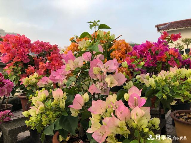三角梅养护方法，花期长达200天，花色鲜艳变花园(图7)