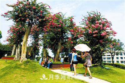 紫薇：谁道花无百日红(图2)