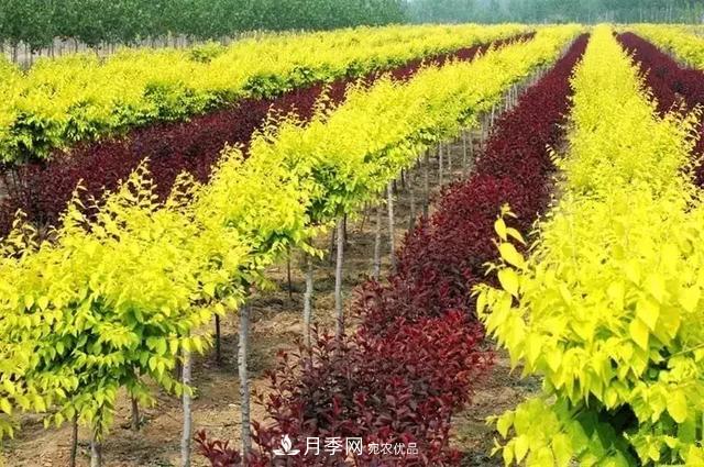 世界金色看中国，说说中国人自己的彩叶树金叶榆(图1)