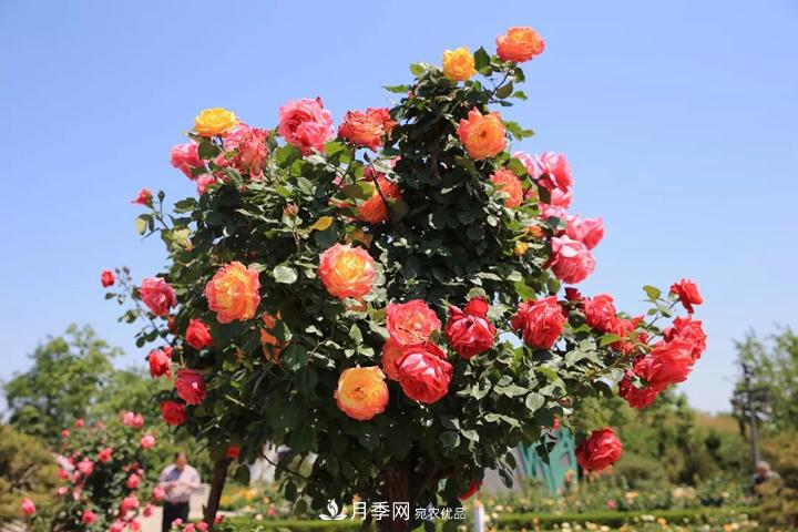 月季当选为烟台市的市花(图1)