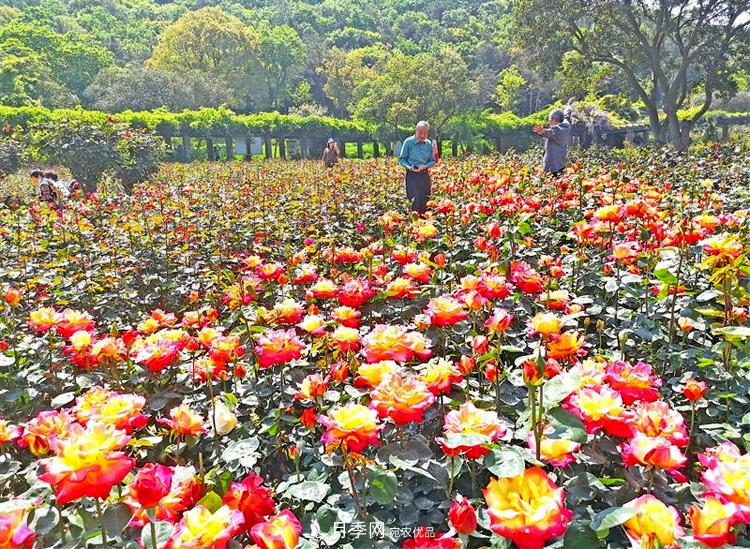 无锡龙寺生态园月季花开正当时(图1)