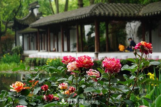 记录2020第八届杭州西湖月季花精品展掠影(图2)