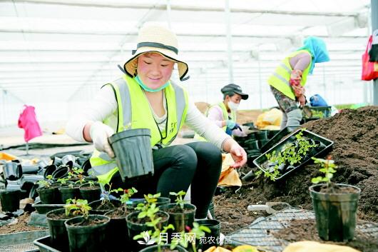 甘肃定西：月季花卉产业助力脱贫致富(图1)