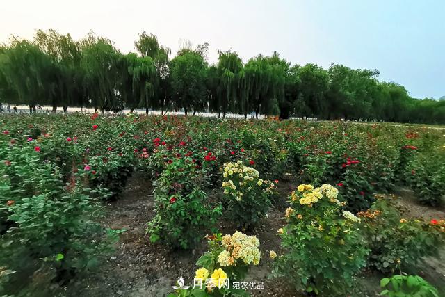 唐山惠丰湖这片月季花海太惊艳，太美了(图5)