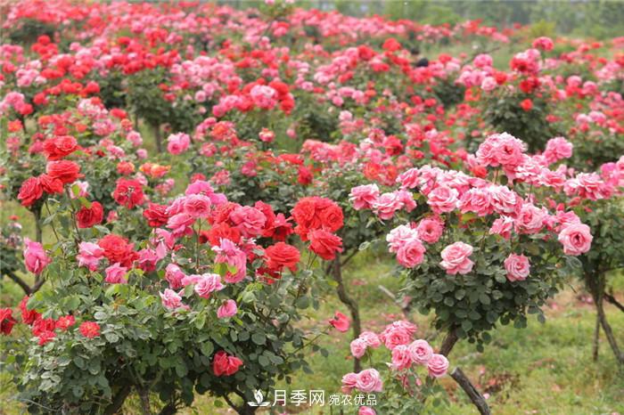 用卧龙月季花海装扮 把襄阳变得更美(图2)