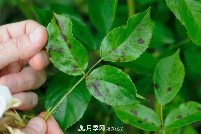 夏季月季常害这种病，梅雨季节尤其要注意！(图1)