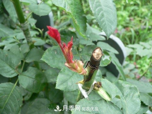 想要多色月季花？一个方法满足你(图2)