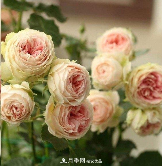 广东种月季，首选这15个品种，一年花开10个月！(图14)