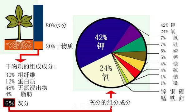 月季缺肥的表现以及处理方法(图1)