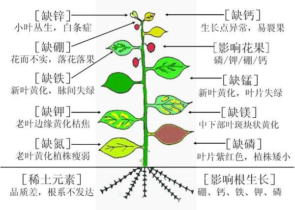 月季缺肥的表现以及处理方法(图2)