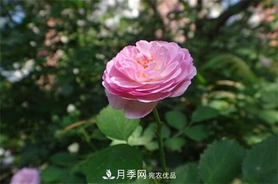 月季花的栽培方法(图2)