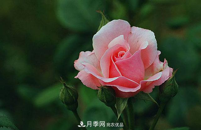 月季花怎样扦插？现在的季节合适吗？(图2)