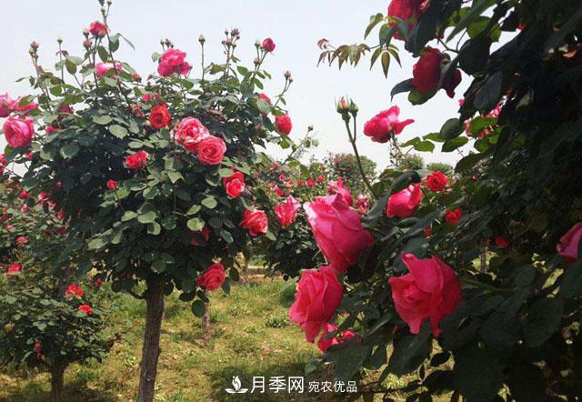 月季树：高贵典雅、花色花型多样，这个树状月季美丽极了(图1)