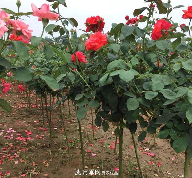 月季树：高贵典雅、花色花型多样，这个树状月季美丽极了(图4)