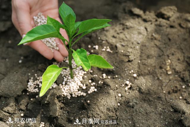 苗木种植成活率控制技术，及种植前的准备工作(图6)