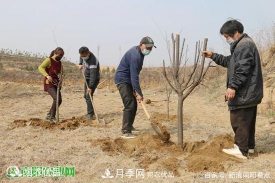 南阳南召县苗木产业夺胜利 生态扶贫收红利(图2)