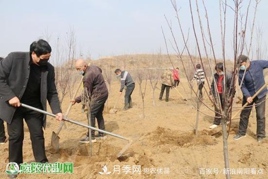 南阳南召县苗木产业夺胜利 生态扶贫收红利(图1)