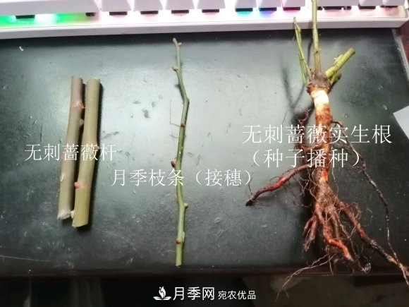 树状月季嫁接详细教程，轻松养出月季树！(图3)