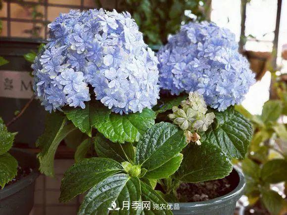 8月，不要再买这3种花，赏花时间短，很不划算(图2)