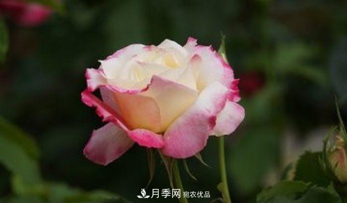 甘肃省种植月季花也能年入800万？生意经全在这(图2)