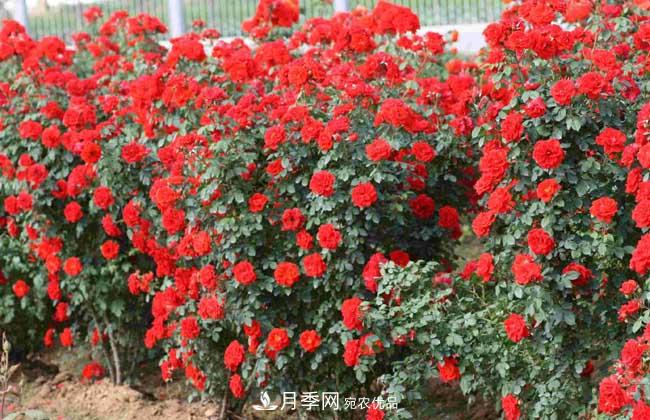 上海龙凤419宝典，藤本月季养殖养护方法(图3)
