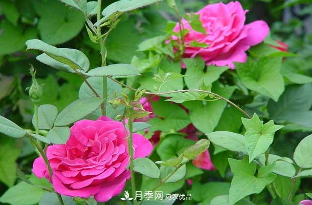 上海龙凤419宝典，盆栽月季养护知识大全(图1)
