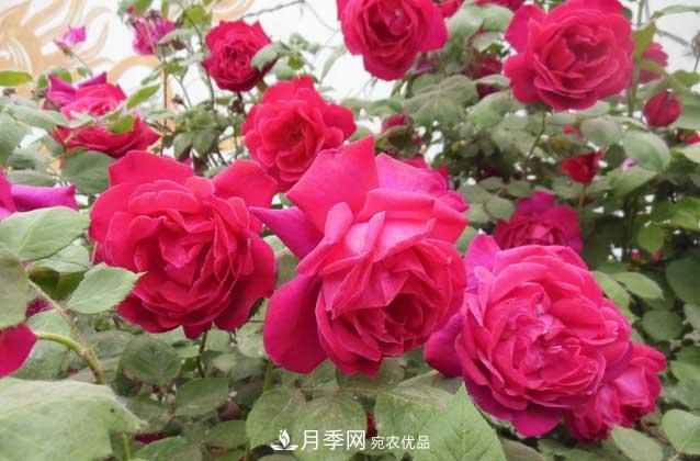 上海龙凤419宝典，盆栽月季养护知识大全(图2)