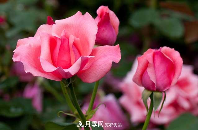 上海龙凤419宝典，盆栽月季养护知识大全(图3)