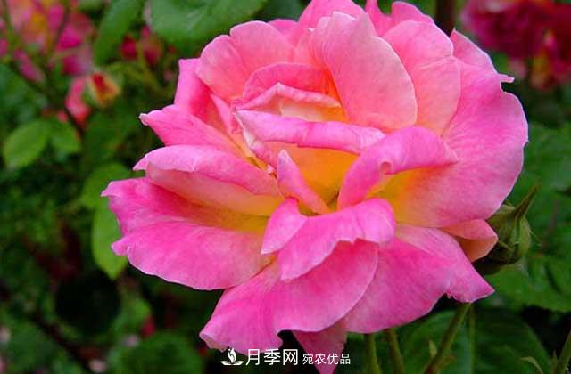 月季花的花语是什么？(图1)