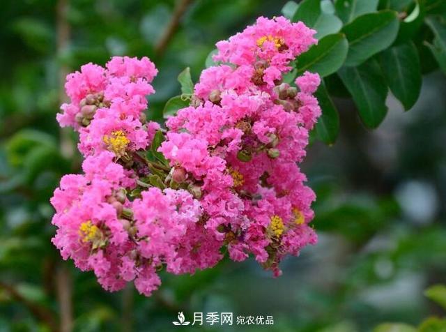 比烈日更泼辣的3种花树，盛夏灿烂无比，你要养一棵吗？(图1)