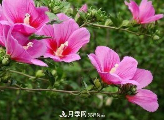 比烈日更泼辣的3种花树，盛夏灿烂无比，你要养一棵吗？(图2)