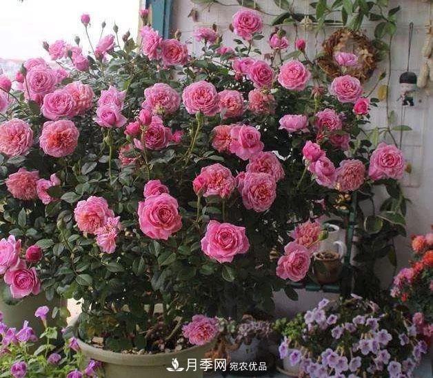 八月月季花卉养护，园丁的打理事宜(图9)