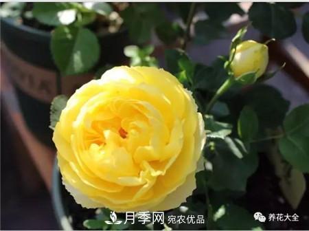 花期***长的10种月季，种一棵赏大半年(图3)