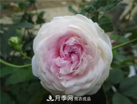 花期***长的10种月季，种一棵赏大半年(图19)