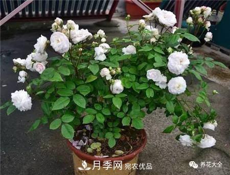 花期***长的10种月季，种一棵赏大半年(图20)