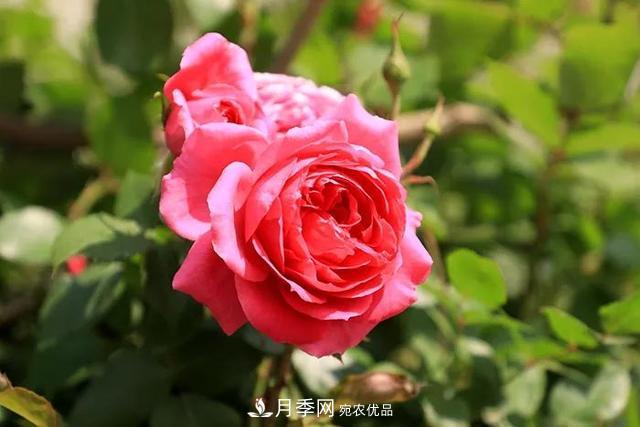 河北衡水二中月季花开，大美校园绿化(图2)