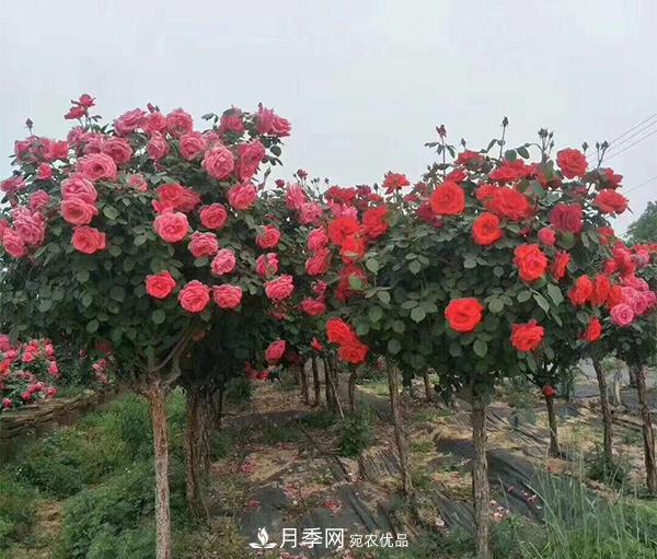 怎样掌握好树状月季的园林养护管理工作？(图1)