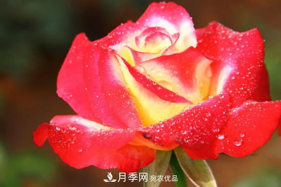 红双喜月季花的特点(图1)