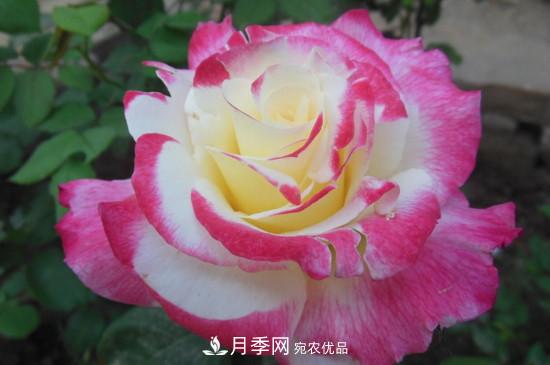 红双喜月季花的特点(图3)